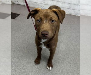 American Pit Bull Terrier Dogs for adoption in San Bernardino, CA, USA