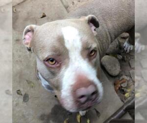 American Pit Bull Terrier Dogs for adoption in Wadena, MN, USA