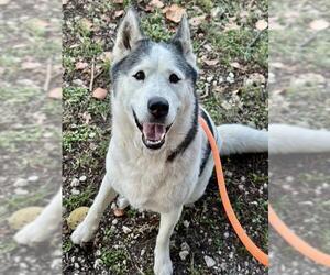 Siberian Husky Dogs for adoption in Fort Lauderdale, FL, USA