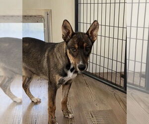 German Shepherd Dog Dogs for adoption in Bolivar, MO, USA