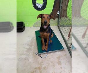 Shepradors Dogs for adoption in Green Cove Springs, FL, USA