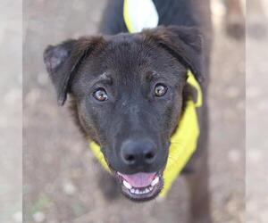 American Staffordshire Terrier Dogs for adoption in San Antonio, TX, USA
