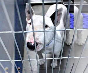 Bull Terrier Dogs for adoption in San Jacinto, CA, USA