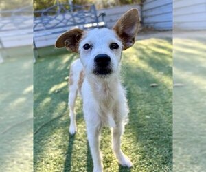Parson Russell Terrier Dogs for adoption in Ojai, CA, USA