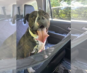 Mutt Dogs for adoption in Doylestown, PA, USA