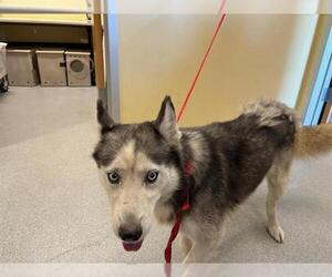 Siberian Husky Dogs for adoption in Orange, CA, USA