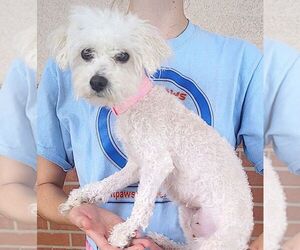 Medium Photo #2 Maltese Puppy For Sale in Carrollton, TX, USA