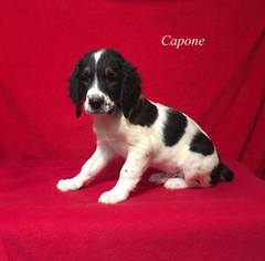 Medium Photo #1 English Springer Spaniel Puppy For Sale in Chester, IL, USA