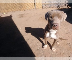 Medium Photo #1 Labrador Retriever-Unknown Mix Puppy For Sale in Phoenix, AZ, USA