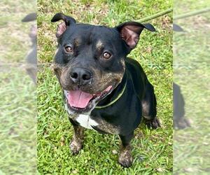 American Staffordshire Terrier Dogs for adoption in Fort Lauderdale, FL, USA
