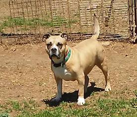 American Staffordshire Terrier-Unknown Mix Dogs for adoption in Rome, NY, USA