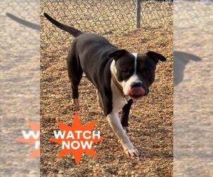 American Pit Bull Terrier Dogs for adoption in Forestville, MD, USA