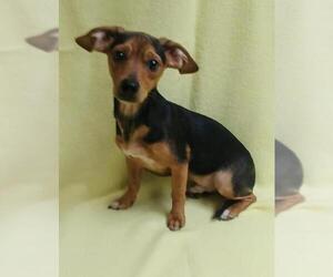 Basschshund Dogs for adoption in Lake City, MI, USA
