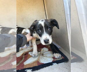 Mutt Dogs for adoption in Oklahoma City, OK, USA