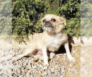 Pug Dogs for adoption in Albuquerque, NM, USA