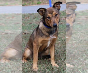 Mutt Dogs for adoption in Prattville, AL, USA