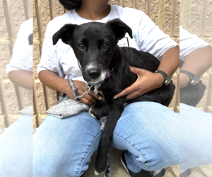 Mutt Dogs for adoption in Rockville, MD, USA