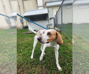 Mutt Dogs for adoption in Vero Beach, FL, USA