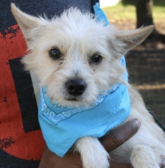 Small Cairn Terrier Mix