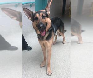 German Shepherd Dog-Unknown Mix Dogs for adoption in Tallahassee, FL, USA