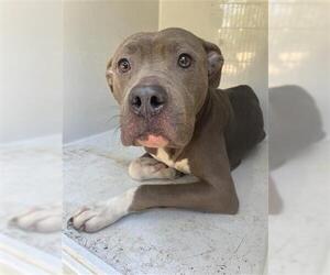 American Pit Bull Terrier Dogs for adoption in Houston, TX, USA