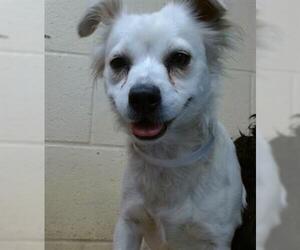 Poodle (Miniature) Dogs for adoption in Downey, CA, USA