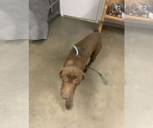 Labrador Retriever Dogs for adoption in Fairfield, IL, USA