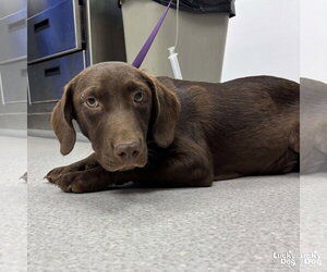 Labrador Retriever-Unknown Mix Dogs for adoption in Washington, DC, USA
