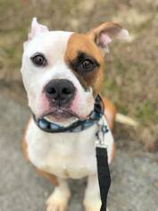 Boxer Dogs for adoption in Landenberg, PA, USA