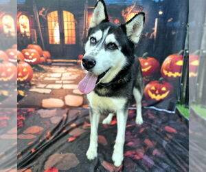 Siberian Husky Dogs for adoption in Long Beach, CA, USA