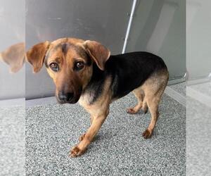 German Shepherd Dog-Unknown Mix Dogs for adoption in Salisbury, NC, USA