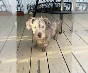 Mutt Dogs for adoption in San Diego, CA, USA