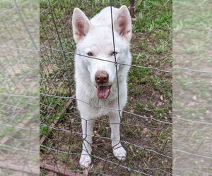 Huskies -Unknown Mix Dogs for adoption in Conroe, TX, USA