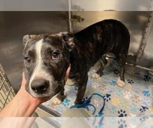 Mutt Dogs for adoption in Oklahoma City, OK, USA