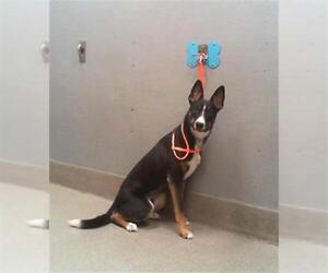 German Shepherd Dog-Unknown Mix Dogs for adoption in Las Vegas, NV, USA