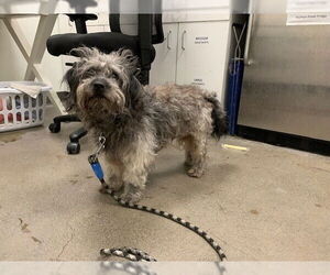 Lowchen Dogs for adoption in Berkeley , CA, USA