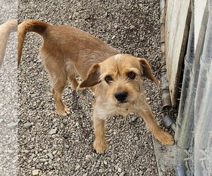 Poogle Dogs for adoption in Salt Lake City, UT, USA