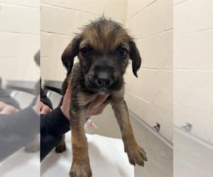 Mutt Dogs for adoption in Louisville, KY, USA