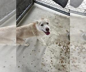 Siberian Husky Dogs for adoption in Redlands, CA, USA
