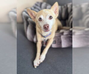 Chihuahua Dogs for adoption in San Diego, CA, USA