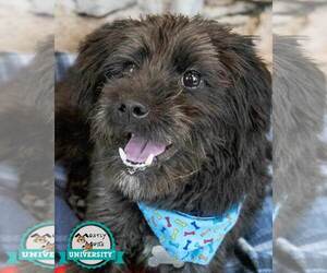 Poodle (Miniature)-Unknown Mix Dogs for adoption in Kennesaw, GA, USA