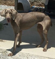 Weimaraner Dogs for adoption in Danbury, CT, USA