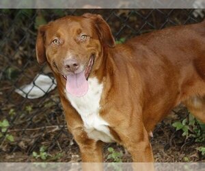 Sheprador Dogs for adoption in Tallahassee, FL, USA