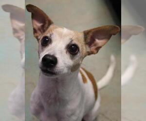 Jack-Rat Terrier Dogs for adoption in Guthrie, OK, USA