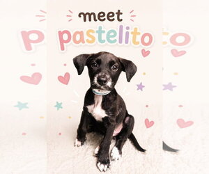 Mutt Dogs for adoption in Jefferson, NJ, USA