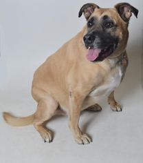Mastiff Dogs for adoption in Fruit Heights, UT, USA