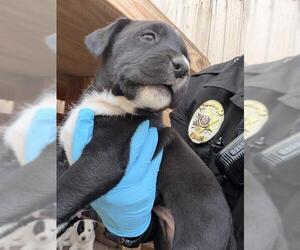 Labrador Retriever-Unknown Mix Dogs for adoption in San Antonio, TX, USA