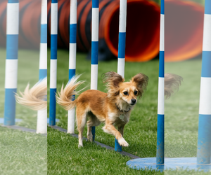 Chion Dogs for adoption in Phoenix, AZ, USA