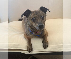 Chihuahua-Unknown Mix Dogs for adoption in Mundelein, IL, USA