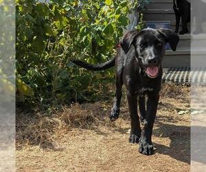 Labrador Retriever-Unknown Mix Dogs for adoption in San Antonio, TX, USA